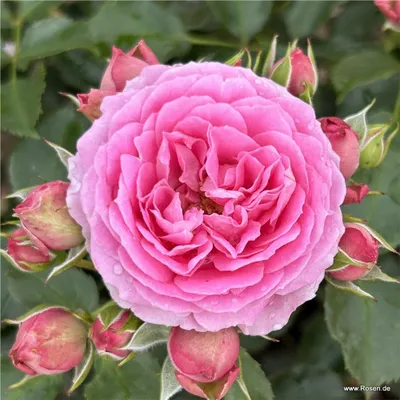 Produktbild von Kordes Zwergrose Julie®
