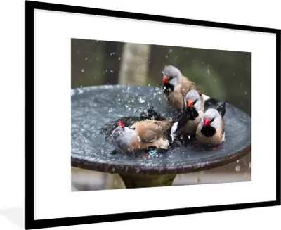 Produktbild von MuchoWow® MuchoWow® Gerahmtes Poster Vogeltränke - Wasser - Vogel 90x60 cm - Poster mit zchwarzem Bilderrahmen - Wanddekoration - Fotos
