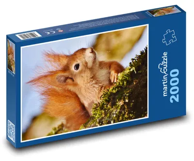 Zdjęcie produktu dla martinpuzzle - Puzzle 2000 - Veverka