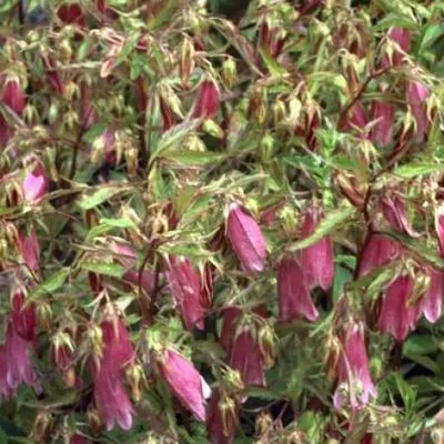 Produktbild von 6 x  Campanula hybr. 'Elizabeth' - Bergminze - Topf 9 x 9 cm