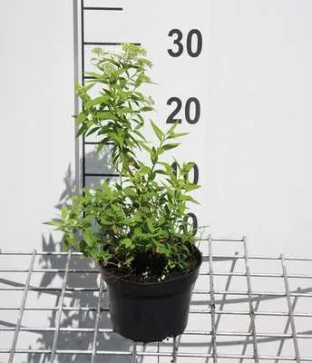 Produktbild von Spiraea jap. 'Albiflora' - Brautspiere 20- 25 cm - Container