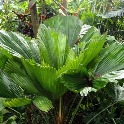 Image de Palmier à éventail de Vanuatu (Licuala grandis)  - 5 graines