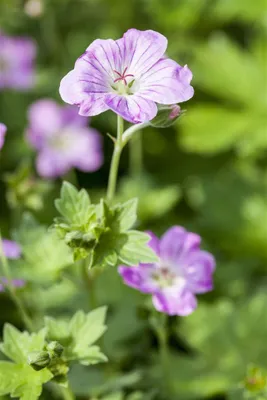 Produktbild von Geranium endressii, Storchschnabel, rosa Blüten, ca. 9x9 cm Topf