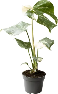 Immagine prodotto di Monstera Thai Constellation circa 40 cm - Splendore di una pianta squisita per la vostra casa