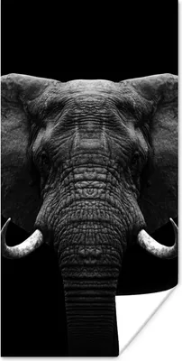 Produktbild von MuchoWow® Poster Tiere - Elefant - Porträt - Schwarz - Weiß 60x120 cm - Wandschmuck