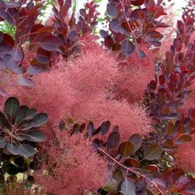 Produktbild von 2 x  Roter Perückenstrauch - Cotinus coggygria 'Royal Purple'  | 40-60 cm in Container