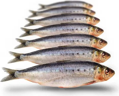 Produktbild von Prebaits Sardines Groot 350/450gr