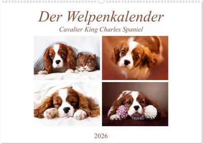 Produktbild von Der Welpenkalender - Cavalier King Charles Spaniel (Wandkalender 2026 DIN A2 quer), CALVENDO Monatskalender