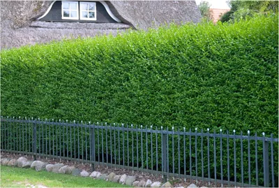 Produktbild von Stauden Gänge 10 x Ligustrum vulgare 'Atrovirens' - Schwarzgrüner Liguster - Natürlich schön, pflegeleicht und langlebig - Heckenpflanze