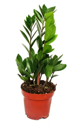 Produktbild von Exotenherz – Zamioculcas – Zamioculcas zamiifolia – 1 Pflanze – pflegeleicht – luftreinigend – 12-cm-Topf