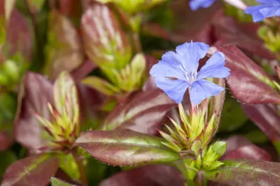 Produktbild von Ceratostigma plumbaginoides, Bleiwurz, blau blühend, ca. 9x9 cm Topf