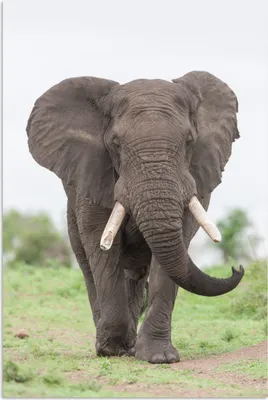 Produktbild von MuchoWow® Poster Elefant - Tiere - Gras - Natur 120x180 cm - Kunstposter