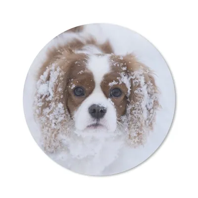 Produktbild von MuchoWow® Mauspad Mousepad Foto eines Cavalier King Charles Spaniels im Schnee 20x20 cm - Mousepads - Maus Mat - Pad - Mausunterlage - Schreibtischmatte