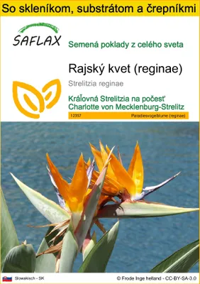 Obrázok produktu pre SAFLAX Kultivačný set - rajský kvet (reginae) - Strelitzia reginae - 5 Semená - S mini skleníkom, pestovateľským substrátom a 2 črepníkmi