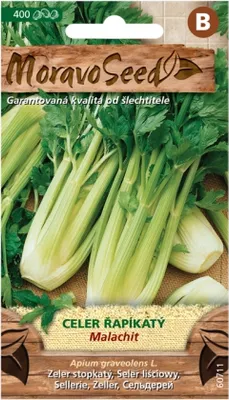 Image de Céleri MALACHIT, vert 60711