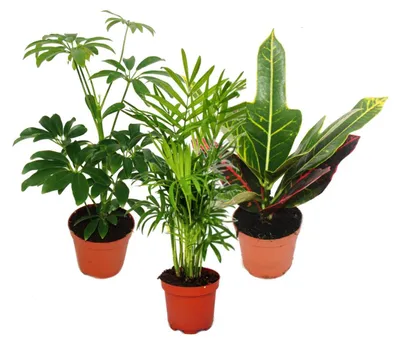 Produktbild von Zimmerpflanzen Set mit 3 Pflanzen - Typ 1- 9cm