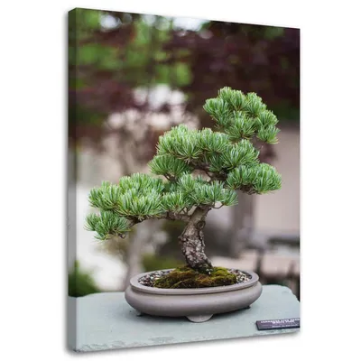 Produktbild von Leinwandbild bonsaibaum auf steinen 70x100 cm Feeby grün wandbild bereit zum aufhängen