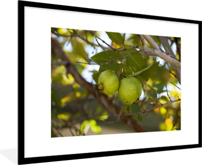 Produktbild von MuchoWow® Gerahmtes Poster Nahaufnahme von Guavenbaum und Guavenfrüchten 90x60 cm - Poster mit Schwarzem Bilderrahmen Wandposter Rahmen Foto Bilder - Wanddekoration - Fotos