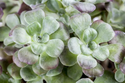 Produktbild von Sedum spathulifolium 'Purpureum', Purpur-Fetthenne, ca. 9x9 cm Topf