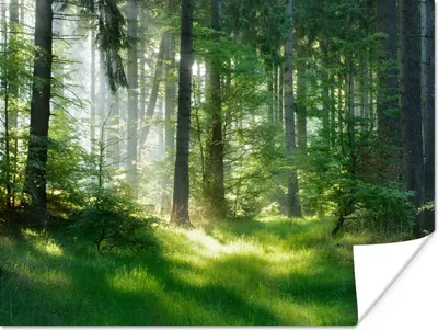 Obrázok produktu pre MuchoWow® Plagát - Príroda - Stromy - Les - Zelená - Slnko - Tráva - Rastliny - 120x90