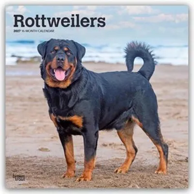 Produktbild von Rottweilers - Rottweiler 2027 - 16-Monatskalender