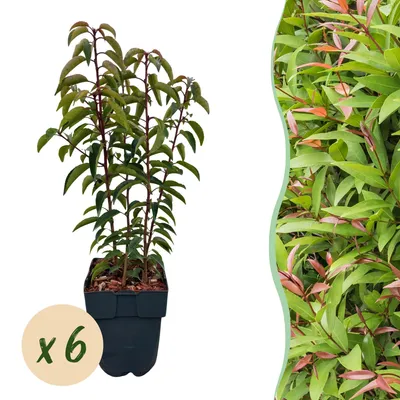 Image de Green boutiQ - Plantes de haie - Prunus lusitanica Angustifolia - feuillage vert - 6 plants - 1 mètre linéaire - à feuillage persistant - pot de 17 cm, hauteur 50 cm