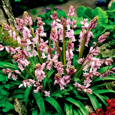 Produktbild von Scilla Blumenzwiebeln Zwiebeln Blumen Spanischer Blaustern rosa 5 St.