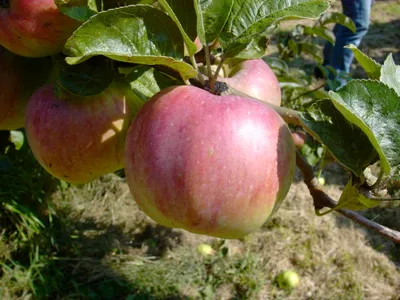 Produktbild von Apfelbaum `Ontario´ - Niedrigstamm - 120-140cm im 10Liter-Topf