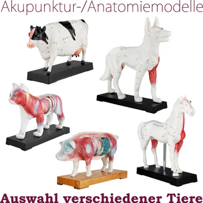 Produktbild von MedMod Tiermodell, Akupunktur Anatomie Muskel TCM, für Hund, Rind, Schwein, Pferd, Katze, mit dargestellten Akupunkturpunkten und Muskeln, aus Kunststoff, 26 x 15 x 8 cm, fertig montiert, erstklassig verarbeitet