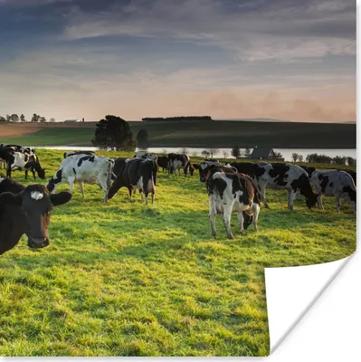 Produktbild von MuchoWow® Poster Kühe - Gras - Sonnenuntergang 50x50 cm - Wohnzimmerdekoration