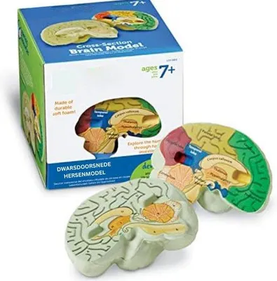 Zdjęcie produktu dla Anatomisches Modell