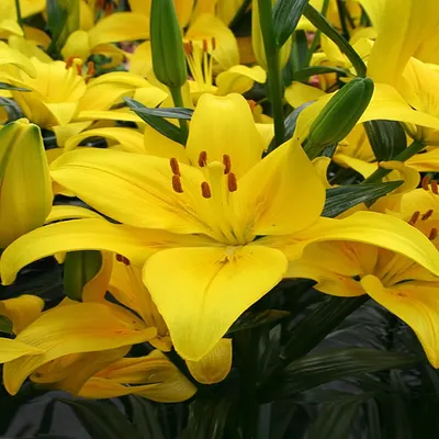 Immagine prodotto di Lilia asiatica Yellow County 1 pz. Lilie bulbi di giglio bulbi da fiore
