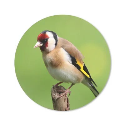 Produktbild von MuchoWow® Mauspad Mousepad Ein Putter sitzt auf einer Holzstange 20x20 cm - Mousepads - Maus Mat - Pad - Mausunterlage - Schreibtischmatte