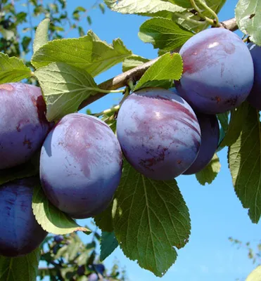 Produktbild von Pflaumenbaum ´HANITA®´ Unterlage Myrobalan, wurzelnackt
