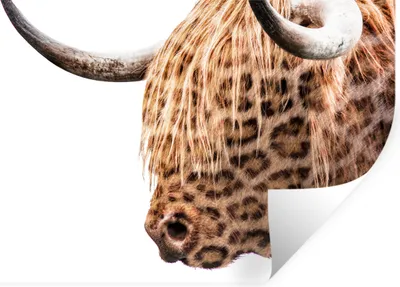 Produktbild von MuchoWow® Wandtattoo Wandsticker Wandaufkleber Schottischer Highlander - Pantherdruck - Weiß 30x20 cm Selbstklebend und Repositionierbar - Wierderverwendbar - Selbstklebend