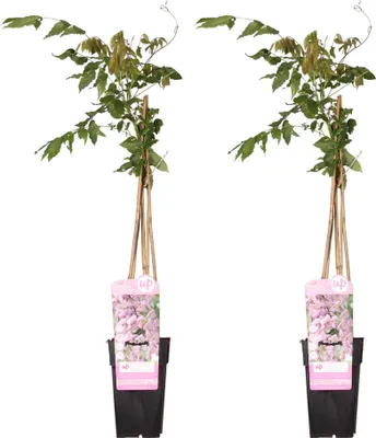 Produktbild von 2X Wisteria Floribunda 'Rosea' - ↨65Cm - Ø15
