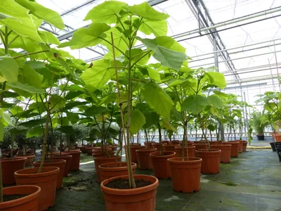 Produktbild von Blauglockenbaum Kiribaum 130 - 150 cm Paulownia tomentosa Kaiserbaum