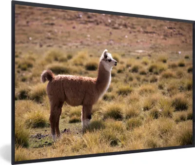 Produktbild von MuchoWow® MuchoWow® Gerahmtes Poster Alpaka - Braun - Natur 30x20 cm - Poster mit zchwarzem Bilderrahmen - Kunstdruck - Bild-Poster
