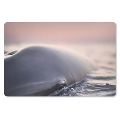 Produktbild von MuchoWow® Mauspad Mousepad Delfin - Wasser - Nahaufnahme 27x18 cm - Mousepads - Maus Mat - Pad - Mausunterlage - Büroartikel - Desk Matten