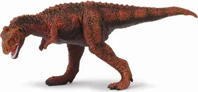 Image de Collecta majungatholus COLECTA