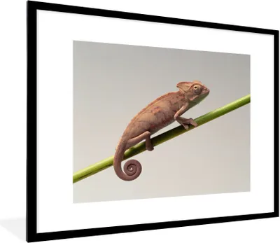 Produktbild von MuchoWow® MuchoWow® Gerahmtes Poster Braunes Chamäleon 80x60 cm - Poster mit zchwarzem Bilderrahmen - Schlafzimmer-Dekorationen - Fotoposter