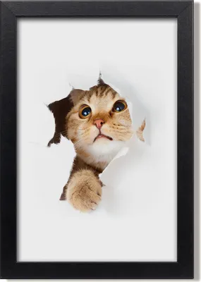 Produktbild von Bild 20x30 MDF-Rahmen, Wandkunst Katze