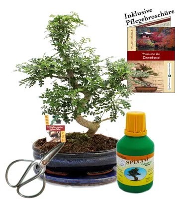Produktbild von Bonsai Szechuan-Pfeffer Zanthoxylum ca. 10 Jahre 25cm Schale Geschenk-Set mit Schere und Dünger