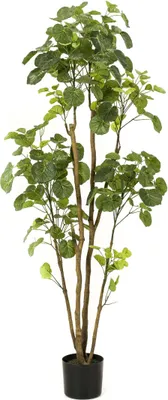 Produktbild von Sztuczna roślina - Polyscias - Aralia - 160 cm