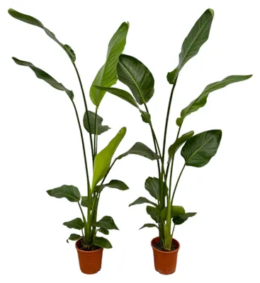 Produktbild von Zimmerpflanze - Strelitzia Nicolai - Paradiesvogelblume - Für helle Standorte ohne direkte Sonne - 2 Pflanzen - Topf Ø17cm - Höhe 130cm