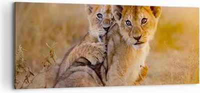 Produktbild von Bild auf Leinwand - Leinwandbild - Löwe Natur Tier - 120x50cm - Wand Bild - Wanddeko - Wandbilder - Leinwanddruck - Bilder - Kunstdruck - Wanddekoration - Leinwand bilder - Wandkunst - AB120x50-3480