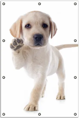 Produktbild von Wallario Outdoor-Poster für Garten oder Balkon, Motiv Süßer Labrador-Welpe sagt Hallo, in ca. 80 x 120 cm