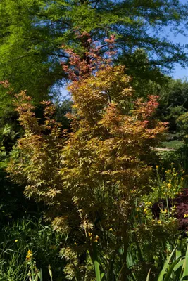 Produktbild von Acer palmatum 'Wilsons Pink Dwarf', Japanischer Ahorn, rosa, 80–100 cm