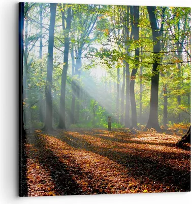Produktbild von Bild auf Leinwand - Leinwandbild - Wald Blätter Sonne - 70x70cm - Wand Bild - Wanddeko - Wandbilder - Leinwanddruck - Bilder - Kunstdruck - Wanddekoration - Leinwand bilder - Wandkunst - AC70x70-0136