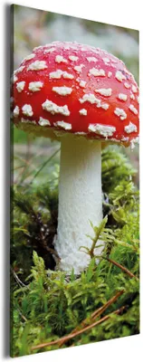 Produktbild von Wallario Premium Leinwandbild Fliegenpilz im Wald in Größe 50 x 125 cm
